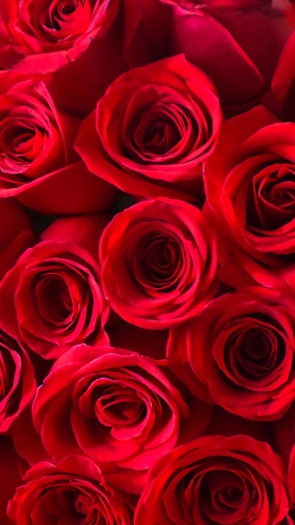 50 red roses